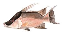 Image of: Lachnolaimus maximus (hogfish)