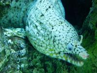 Image of: Muraenidae (moray eels and morays)