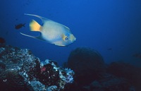 Holacanthus ciliaris - Blue Angelfish