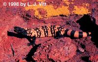 Image of: Heloderma suspectum (gila monster)