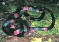 Image of: Oxyrhopus petola (calico snake)