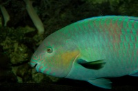 Scarus rivulatus