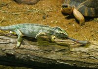 Furcifer oustaleti - Oustalet's chameleon