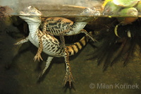 Caiman crocodilus - Common Caiman