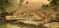 Tomistoma schlegelii - False Gavial