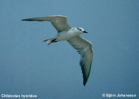 Whiskered Tern - Chlidonias hybrida