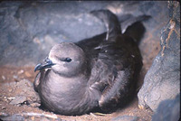 Kermadec Petrel - Pterodroma neglecta