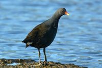 Dusky Moorhen