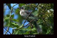 Noisy Friarbird