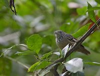 Checker-throated Antwren (Myrmotherula fulviventris) photo