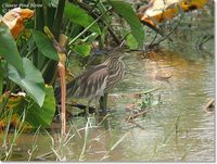 Chinese Pond-Heron - Ardeola bacchus