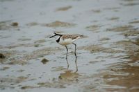 Madagascar Plover - Charadrius thoracicus