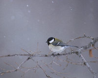 Great Tit (Parus major) photo