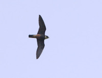 Bat Falcon (Falco rugigularis) photo