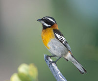 Western Spindalis (Spindalis zena) photo