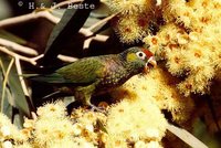 Varied Lorikeet - Psitteuteles versicolor