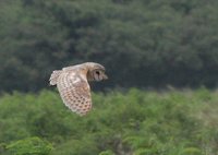 Barn Owl - Tyto alba