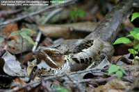 Large-tailed Nightjar - Caprimulgus macrurus