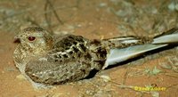 Pennant-winged Nightjar - Macrodipteryx vexillarius