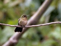 Tyrian Metaltail - Metallura tyrianthina