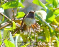 Volcano Hummingbird - Selasphorus flammula