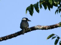 Black-breasted Puffbird - Notharchus pectoralis