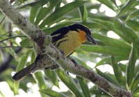 Gilded Barbet - Capito auratus