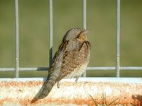 Eurasian Wryneck - Jynx torquilla