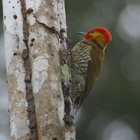 Yellow-throated Woodpecker - Piculus flavigula