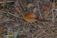 White-lored Spinetail - Synallaxis albilora