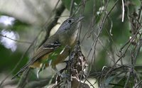 Variable Antshrike - Thamnophilus caerulescens