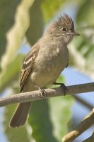 Yellow-bellied Elaenia - Elaenia flavogaster