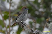 Blue-billed Black-Tyrant - Knipolegus cyanirostris
