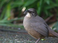 California Thrasher - Toxostoma redivivum