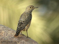 Rufous-tailed Rock-Thrush - Monticola saxatilis