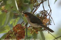 Chestnut-throated Apalis - Apalis porphyrolaema