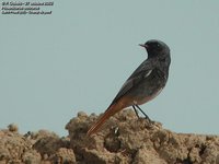 Black Redstart - Phoenicurus ochruros