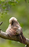 Yellow-billed Babbler - Turdoides affinis