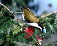 Blue-faced Honeyeater - Entomyzon cyanotis