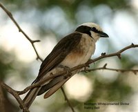 White-rumped Shrike - Eurocephalus rueppelli