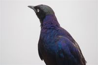 Rueppell's Glossy-Starling - Lamprotornis purpuropterus