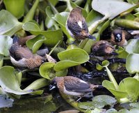 White-rumped Munia - Lonchura striata