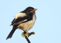 White-rumped Tanager - Cypsnagra hirundinacea