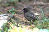 Black-faced Grassquit - Tiaris bicolor