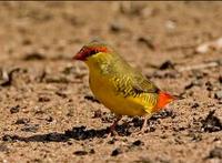 Goldbreasted Waxbill