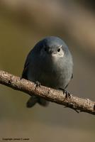 *NEW* Masked Gnatcatcher - female