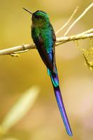 Violet-tailed sylph
