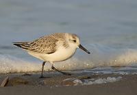 Sanderling