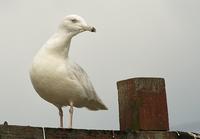 Glaucous Gull