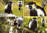 Angola Black-and-white Colobus Set of 4 official Maxicards